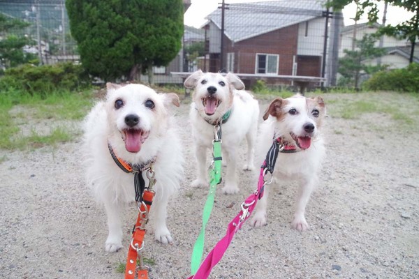 陽が落ちる頃の犬流 華 あず レン