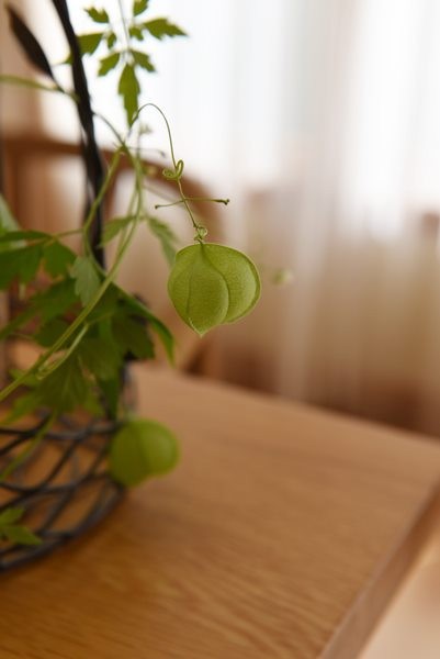 ダイソー 種から育てた 風船かずら ふうせんかずら が可愛い 2袋100円の種 Happy Go Lucky 心地いい暮らしのコツ Powered By ライブドアブログ