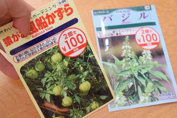 ダイソー】種から育てた「風船かずら（ふうせんかずら）」が