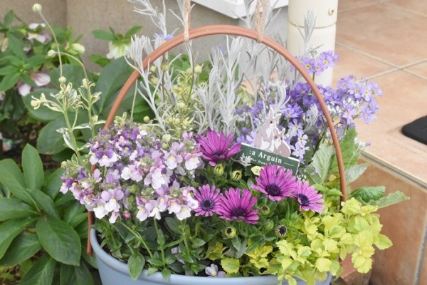 春の寄せ植え】「色も鉢も選べるお花セット」で玄関先を華やかに