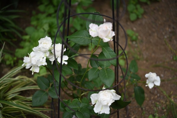 庭の新入りバラ 真っ白で美しい ル ブラン が咲きました Happy Go Lucky 心地いい暮らしのコツ Powered By ライブドアブログ