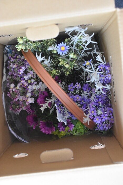 春の寄せ植え】「色も鉢も選べるお花セット」で玄関先を華やかに