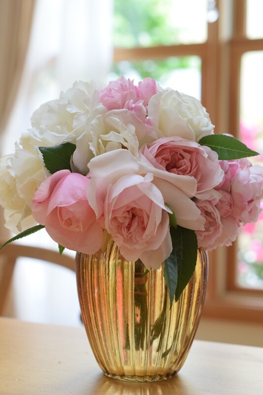 ピンクのふわふわのバラ】カワイイから見て~今年はバラの当たり年