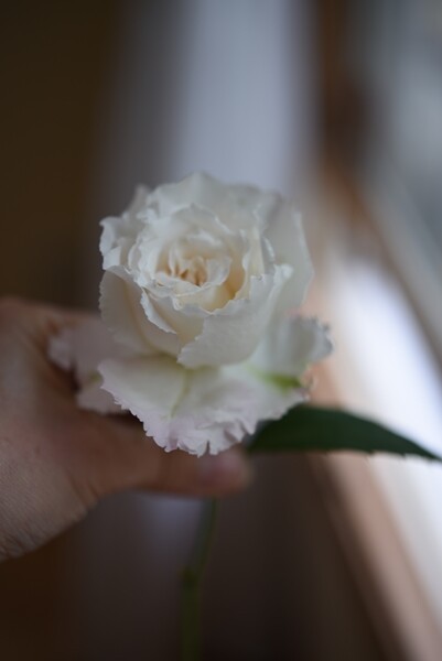 庭の新入りバラ 真っ白で美しい ル ブラン が咲きました Happy Go Lucky 心地いい暮らしのコツ Powered By ライブドアブログ