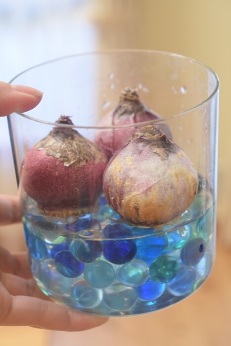 ダイソーのビー玉で ヒヤシンスの水栽培 ピンタレストでアイディアを見つける Happy Go Lucky 心地いい暮らしのコツ Powered By ライブドアブログ ダイソーのビー玉で ヒヤシンスの水栽培 ピンタレストでアイディアを見つける Happy Go Lucky 心地いい暮らしのコツ Powered By ライブドアブログ