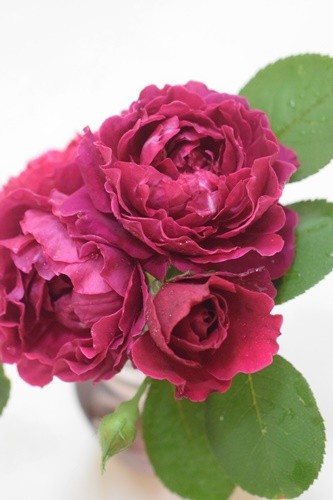 庭のバラ オデュッセイア 楽天スーパーセール Happy Go Lucky 心地いい暮らしのコツ Powered By ライブドアブログ