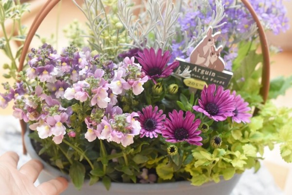 春の寄せ植え】「色も鉢も選べるお花セット」で玄関先を華やかに
