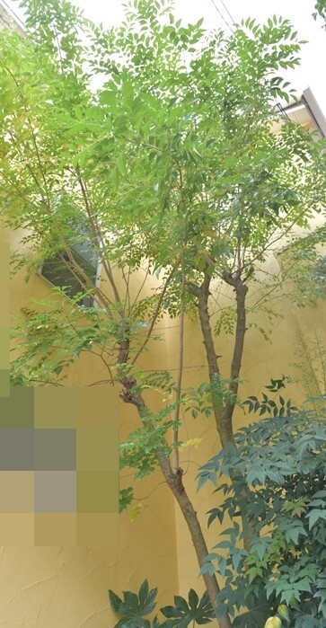 トネリコ木　約3mを伐採済 高木の植え替え】シマトネリコH=3m～6m（移植_2022年秋①） - 伸松園
