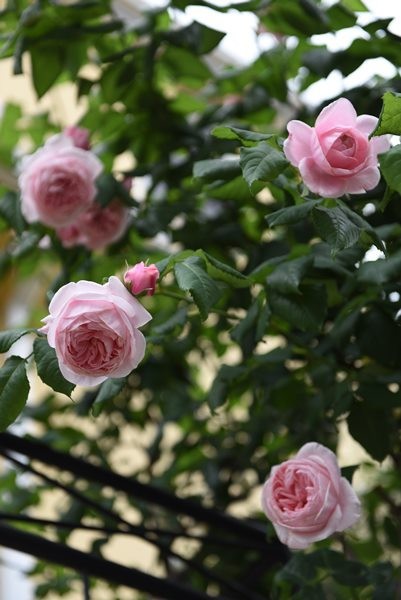 庭 デルバールのバラ ナエマ とピンクのバラ色々 クレマチス Happy Go Lucky 心地いい暮らしのコツ Powered By ライブドアブログ