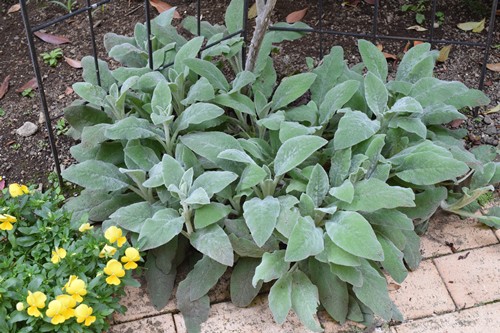 庭の植物はこうやって増えていく 皿 Happy Go Lucky 心地いい暮らしのコツ Powered By ライブドアブログ