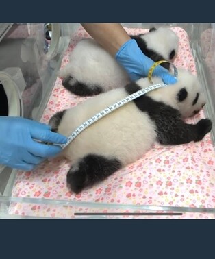 小さな刺繍 上野動物園の双子パンダの赤ちゃんを刺しゅうしてみました Happy Go Lucky 心地いい暮らしのコツ Powered By ライブドアブログ