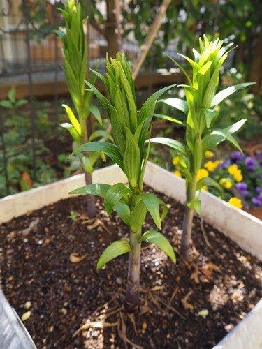 庭でカサブランカが満開 ゴージャスです 山梨の枇杷 Happy Go Lucky 心地いい暮らしのコツ Powered By ライブドアブログ