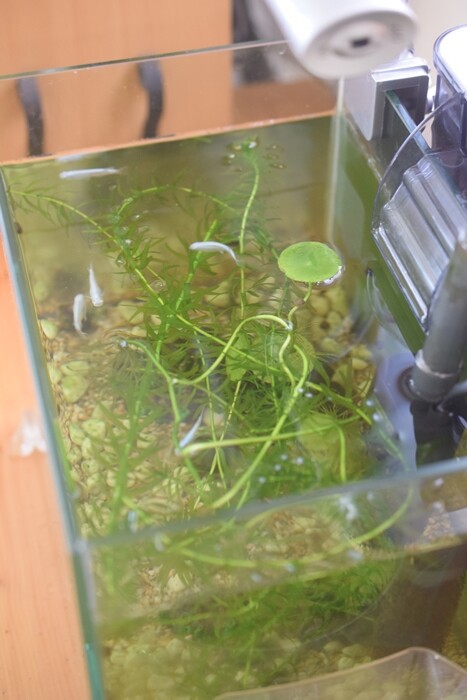 話題のスイーツ ファミマのマリトッツォ 風 メダカの赤ちゃんが生まれた Happy Go Lucky 心地いい暮らしのコツ Powered By ライブドアブログ