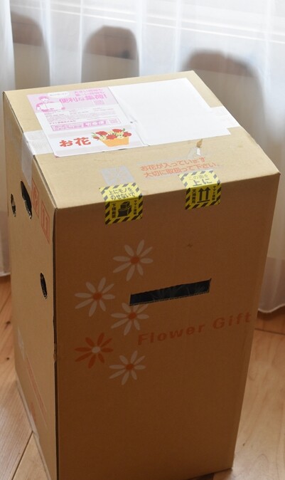 春の寄せ植え】「色も鉢も選べるお花セット」で玄関先を華やかに