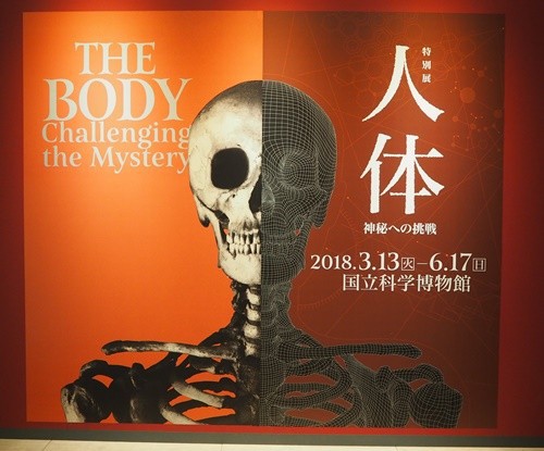 上野】話題の「人体展」に行ってきました＠国立科学博物館 : happy-go