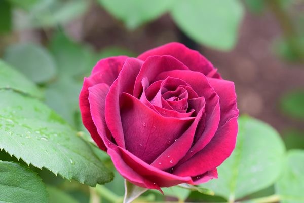 庭のバラが開花 深紅のオールドローズ スヴニール ドゥ ドクドール ジャメイン Happy Go Lucky 心地いい暮らしのコツ Powered By ライブドアブログ