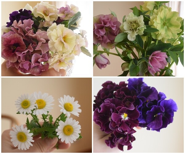 春爛漫】庭のお花を部屋に飾る♬水仙、クリスマスローズ、ビオラ
