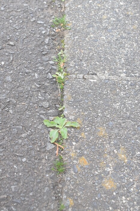 アスファルトの隙間の雑草処理方法を考える 草焼きバーナー 除草剤 それとも何かで埋める Happy Go Lucky 心地いい暮らしのコツ Powered By ライブドアブログ