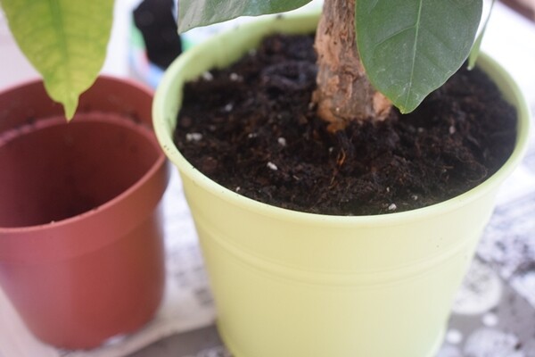 観葉植物 パキラの剪定 ダイソーの観葉植物の土 100均 Happy Go Lucky 心地いい暮らしのコツ Powered By ライブドアブログ