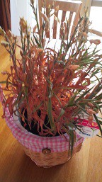 カーネーションが枯れそう ｔｔ ベランダと花とわたし