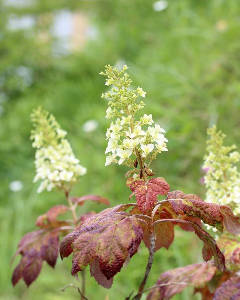 カシワバアジサイ 植物のある暮らし