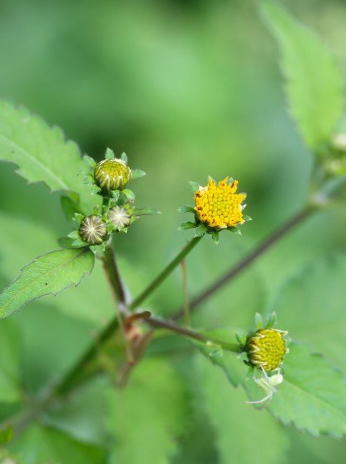 アイノコセンダングサ 合の小栴檀草 植物のある暮らし