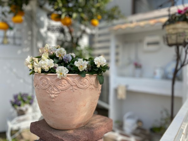 外から見た小庭 切り花の挿し木の勢い のばらのガーデニングブログ Hana And Rose Garden Powered By ライブドアブログ