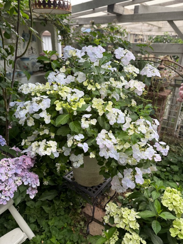色々な紫陽花開花開始！巨大化したラグランジアブライダルシャワー(*_