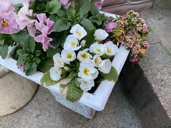 花柄摘み後のほんのひと手間で可愛くなる花たち のばらのガーデニングブログ Hana And Rose Garden Powered By ライブドアブログ