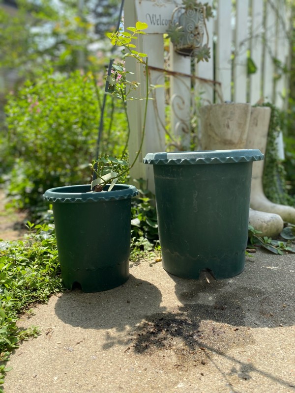 バラ新苗の植え替え 全員わがまま のばらのガーデニングブログ Hana And Rose Garden Powered By ライブドアブログ