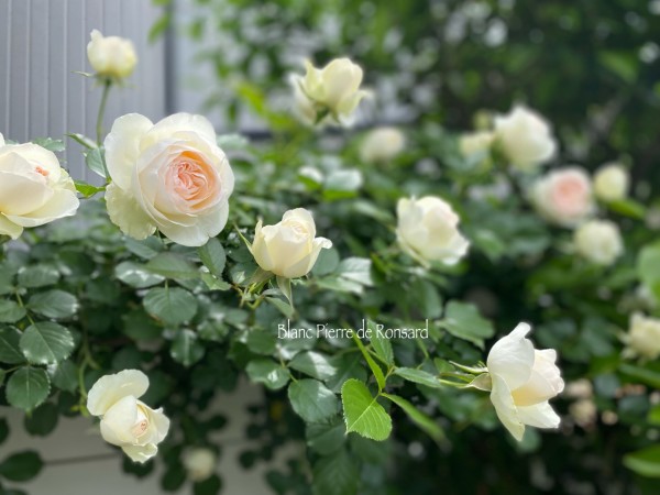 つるバラ&クレマチス】ベビーピンクとアイボリーの優しい小庭〝ブラン