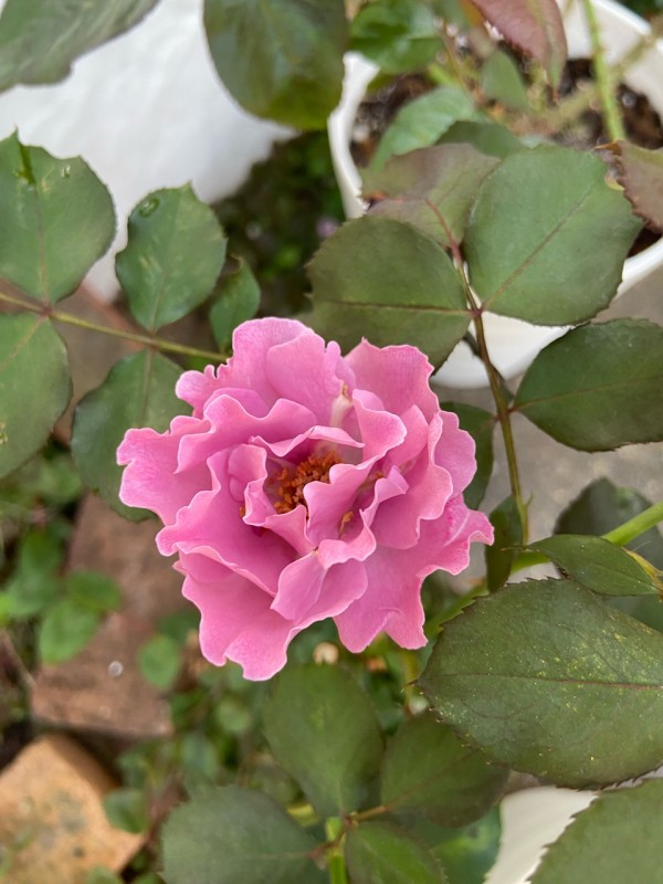 薔薇2番花エンジェルフェイス、エヴリディーチェ、ガブリエル : のばら