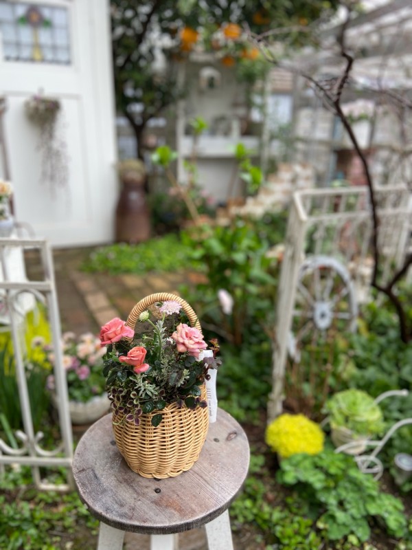 初めての寄せ植えレッスン♪ : のばらのガーデニングブログ Hana and