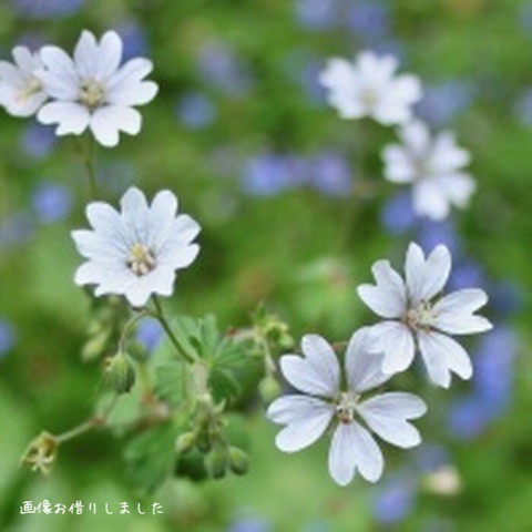 美しい花の画像 ベスト日陰 でも 咲く 花