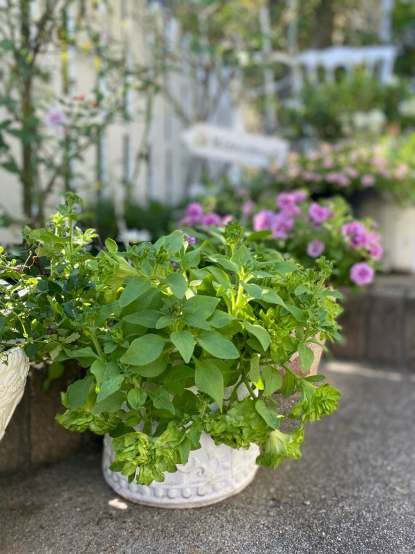 アプローチの花 三階建てになりやした のばらのガーデニングブログ Hana And Rose Garden Powered By ライブドアブログ