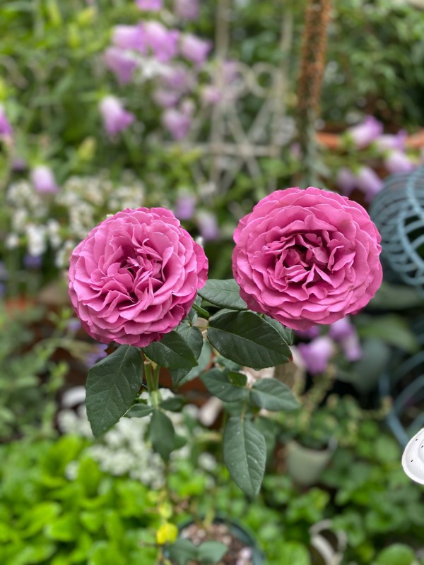 切花の挿木を鉢増し バラ 寝方w のばらのガーデニングブログ Hana And Rose Garden Powered By ライブドアブログ