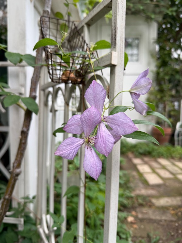 パンパスグラスとニュアンスカラーのフライングリース　グレベリア　紫陽花 早咲き【バラ🌹】が咲きはじめ・【クレマチス】が次々開花