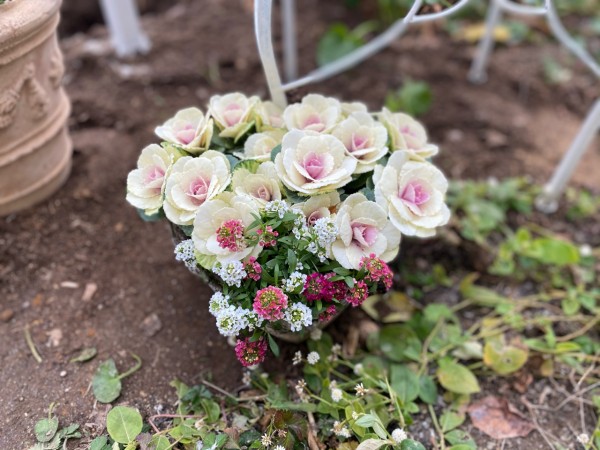 春の仕度 大きくなる花を狭い庭に植えるときの工夫 のばらのガーデニングブログ Hana And Rose Garden Powered By ライブドアブログ