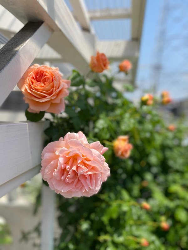 ガーデンハウスに咲くつるバラ ポルカ のばらのガーデニングブログ Hana And Rose Garden Powered By ライブドアブログ