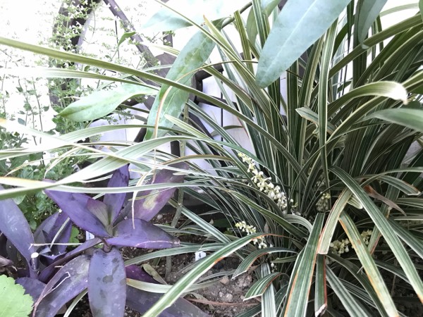 小庭の花 カラミンサ スノードラゴンetc のばらのガーデニングブログ Hana And Rose Garden Powered By ライブドアブログ