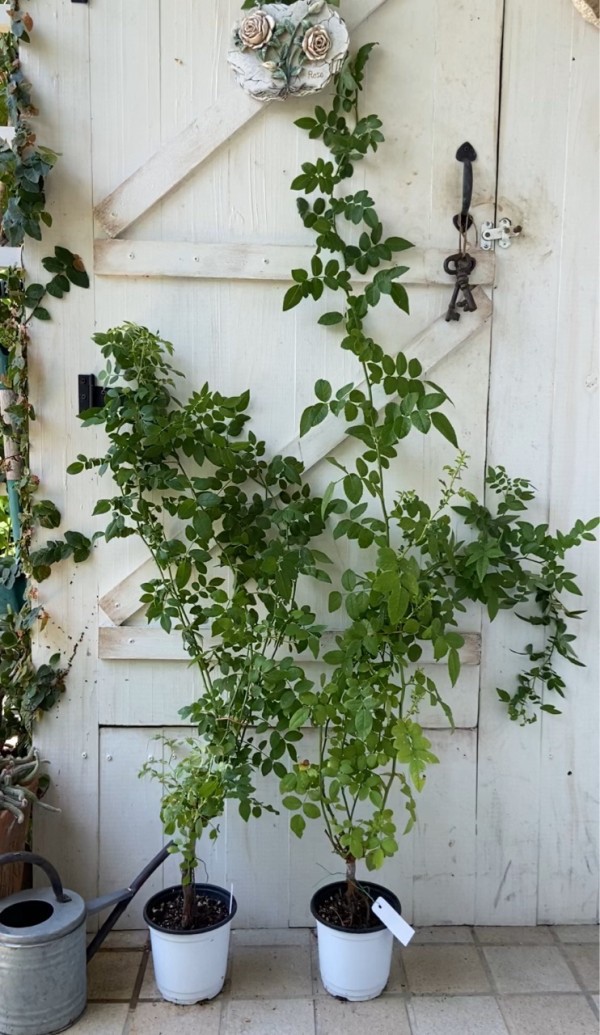 ☆杜の都☆クリスマスローズ 小さい苗24ポット☆おすすめ品