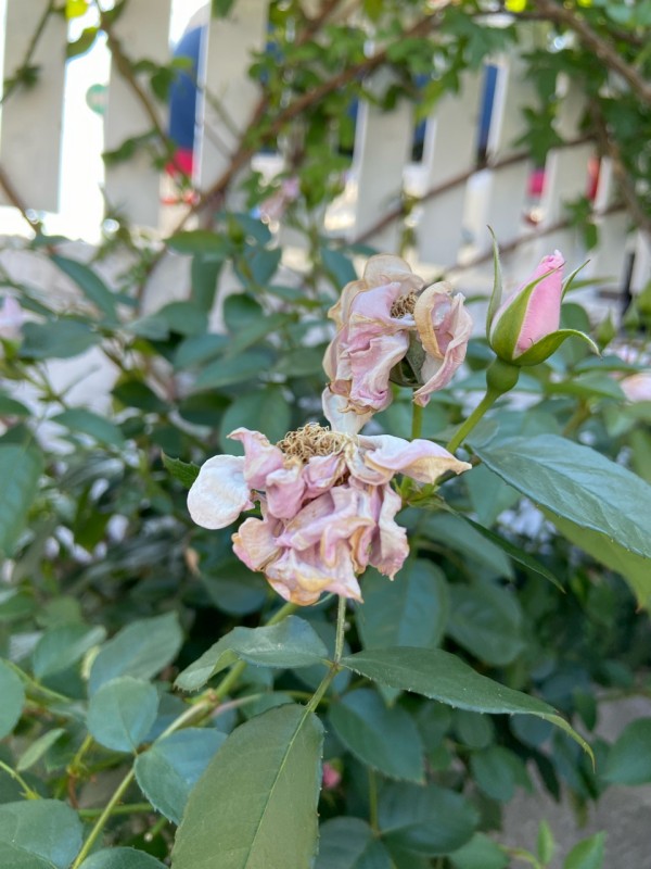 薔薇の鉢増しをする事にしました（10号鉢大人買い） : のばらの