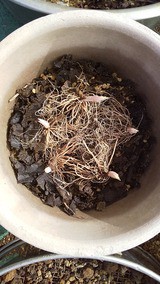 日本桜草の植え替え 私の園芸物語 そして 私が生きている証