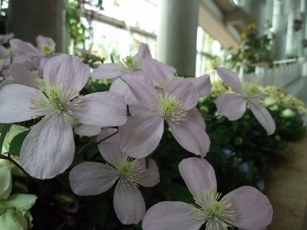 三陽ミュージアム 見頃の花 ４月２日 千葉市花の美術館公式ブログ