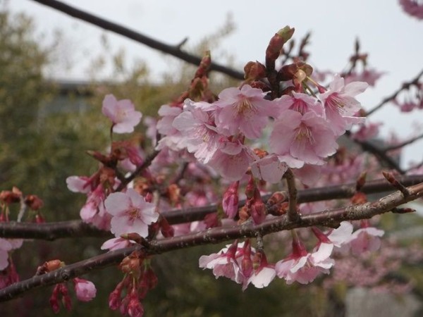 三陽ミュージアム 見頃の花 ３月２日 千葉市花の美術館公式ブログ