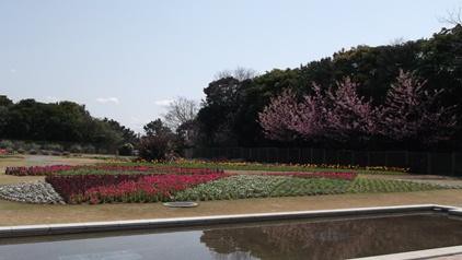 花の美術館 見頃の花 ４月５日 千葉市花の美術館公式ブログ