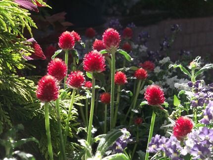 花の美術館 見頃の花 ９月２５日 千葉市花の美術館公式ブログ