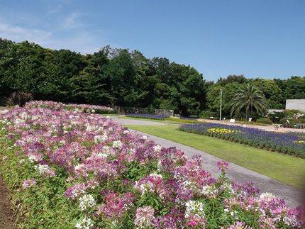 花の美術館 見頃の花 ６月２６日 千葉市花の美術館公式ブログ