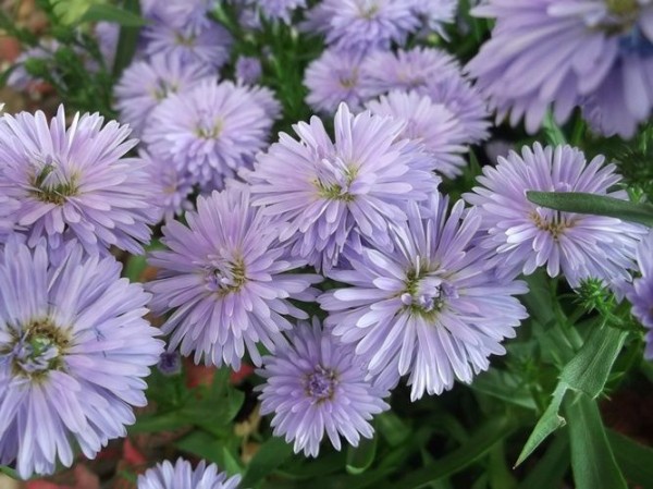 花の美術館 見頃の花 １０月２３日 千葉市花の美術館公式ブログ