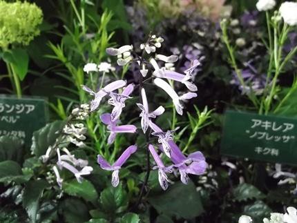 花の美術館 見頃の花 ６月１２日 千葉市花の美術館公式ブログ